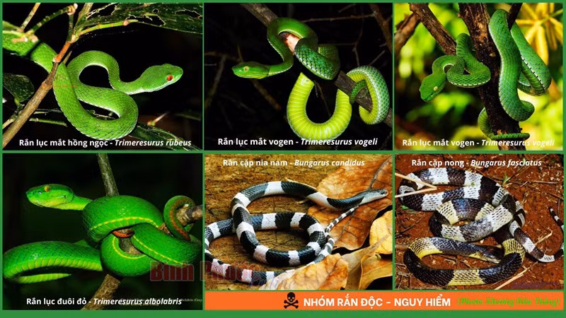 Groupe des serpents venimeux.