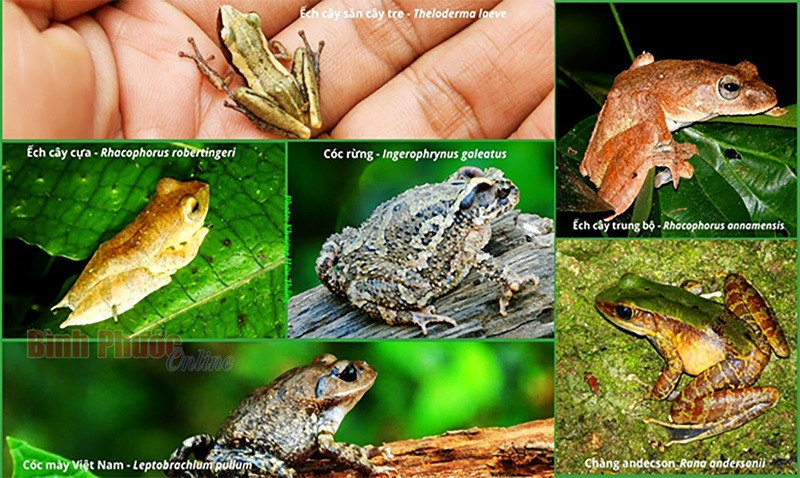 Des espèces d’amphibiens rares. 