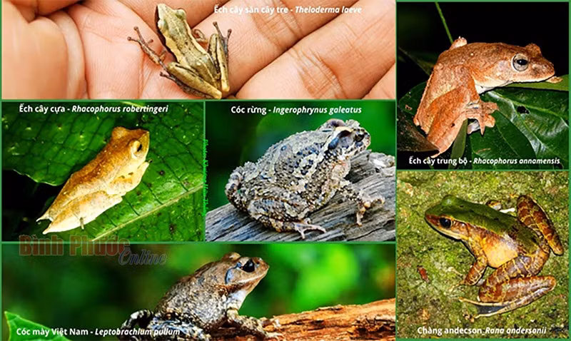 Des espèces d’amphibiens rares. 