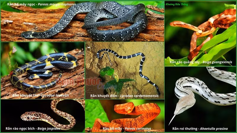 Groupe des serpents aquatiques.