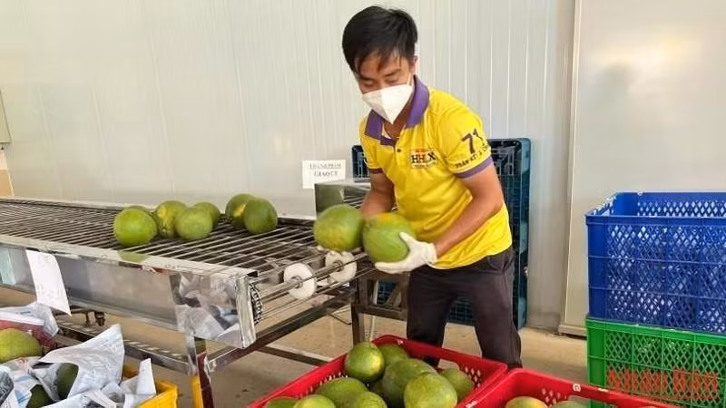 Le premier lot de pomelos à peau verte cultivés à Bên Tre sera exporté aux États-Unis fin novembre. 