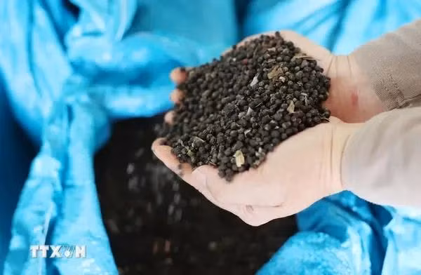 L’Association vietnamienne du poivre et des épices (VPSA) affiche un optimisme pour l’année en cours. Selon ses prévisions datées du 14 août, la valeur des exportations de poivre du Vietnam devrait en effet dépasser cette année le milliard de dollars. Photo : VNA.