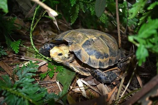 Tortue imprimée. Photo: VNA