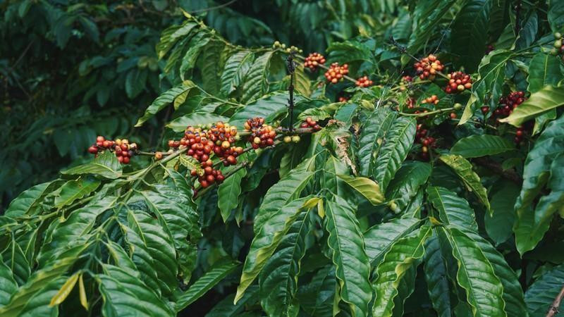 Buôn Ma Thuôt est une destination idéale pour les amateurs de café. Photo : Booking.com