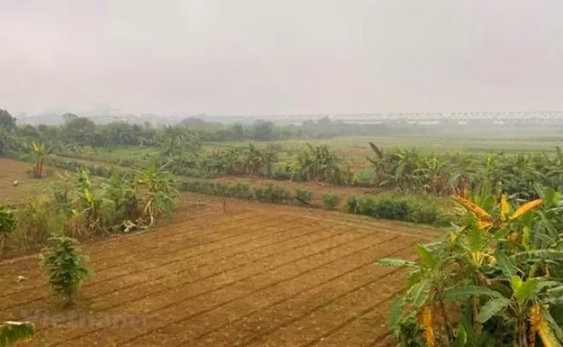 Cultures agricoles sur la vasière au milieu du fleuve Rouge. Photo : Vietnam+