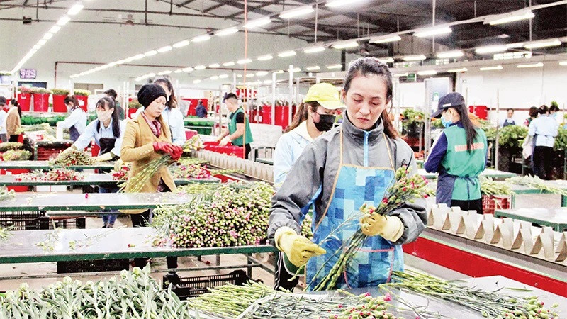 Ligne de tri et de sélection des fleurs répondant aux normes d’exportation à Dalat Hasfarm, ville de Dà Lat.