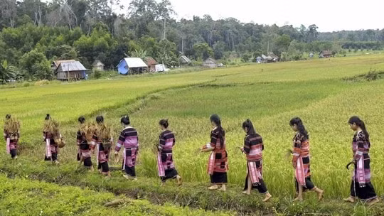Les jeunes femmes vont aux champs pour cueillir les plus beaux épis de riz. Photo : VOV.