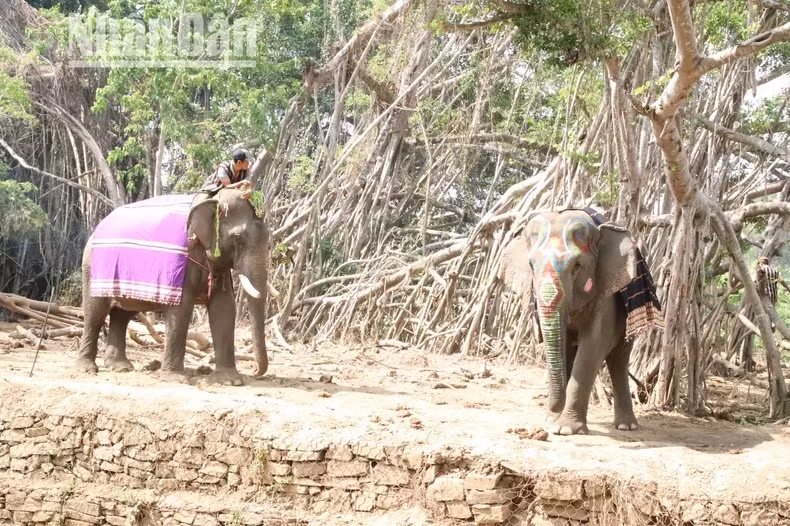 Les éléphants sont vêtus de tissus de brocart pour se protéger du soleil et sont magnifiquement décorés de motifs sur leur tête et leur trompe.