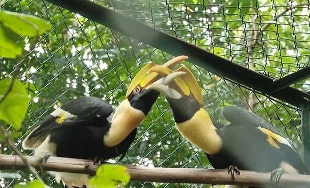 Deux calaos bicornes. Photo : nhandan.vn