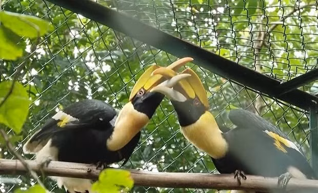 Deux calaos bicornes. Photo : nhandan.vn