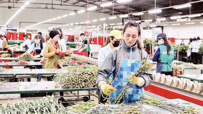 Ligne de tri et de sélection des fleurs répondant aux normes d’exportation à Dalat Hasfarm, ville de Dà Lat.
