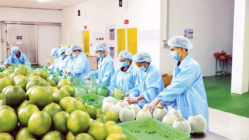 Transformation des fruits pour l'exportation. Photo : NDEL.
