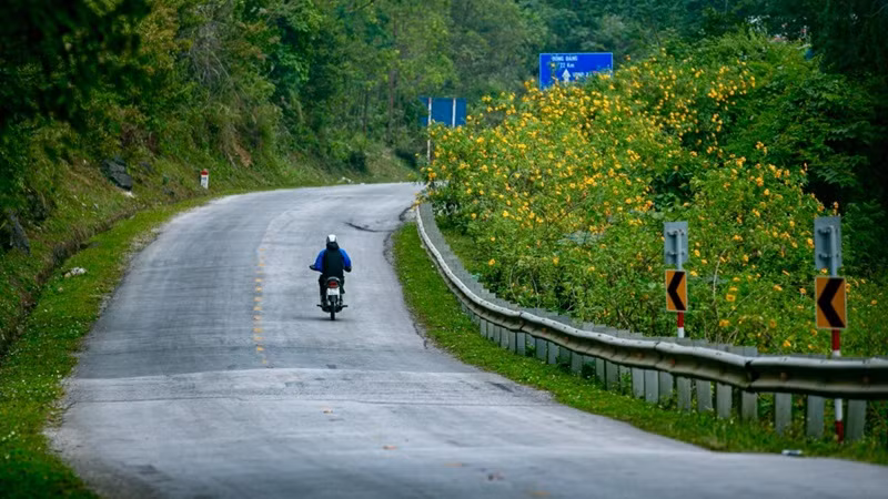 Vietnam : les tournesols mexicains attirent les visiteurs au col de Lung Pa ảnh 5