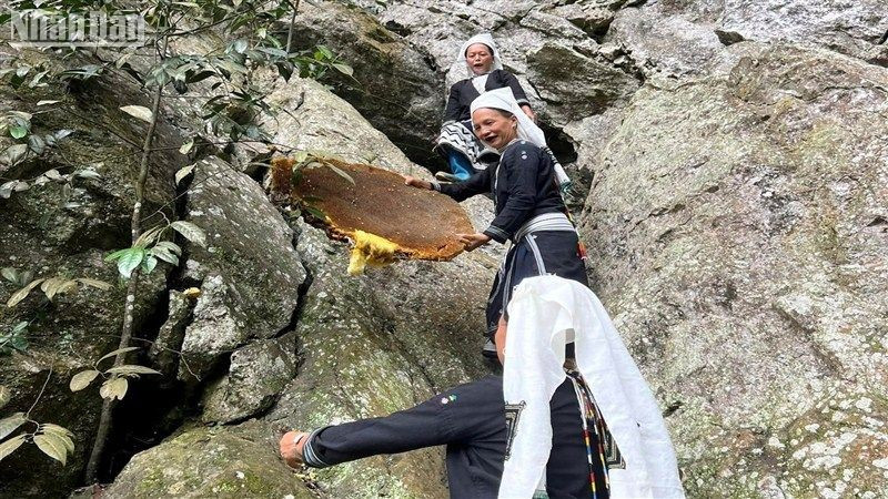 Des abeilles géantes nichent sur les falaises rocheuses de Hoài Khao. Photo : Journal Nhân Dân.