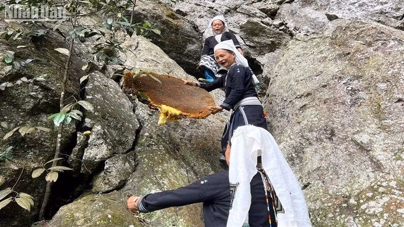 Des abeilles géantes nichent sur les falaises rocheuses de Hoài Khao. Photo : Journal Nhân Dân.