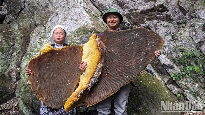 Les nids d’abeilles géantes ressemblent à d’énormes plateaux et attirent les touristes.