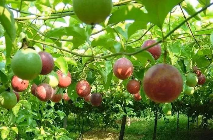 Le fruit de la passion vietnamien bientôt autorisé à être exporté vers les États-Unis. Photo : congthuong