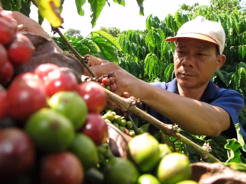 L'investissement dans les produits transformés permet d'améliorer la compétitivité du café vietnamien. Photo : congthuong.vn