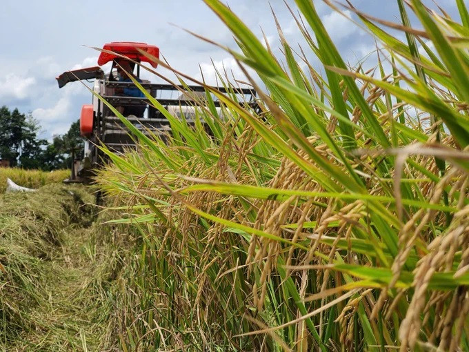 La filière rizicole de Dong Thap rapporte plus de 16 000 milliards de dongs en 2024. Photo : SGGP.