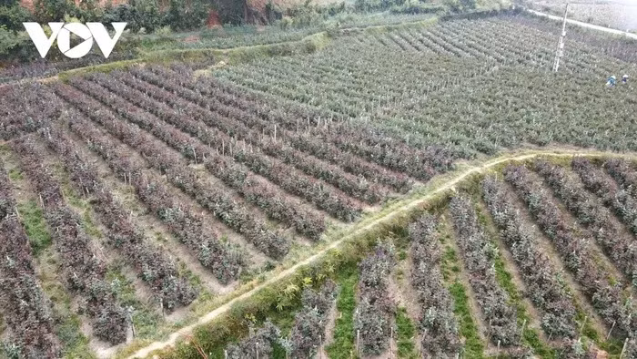 Grâce à la réorientation des cultures et à l’application de modèles agricoles à grande échelle, la vie des habitants de Mu Cang Chai a connu des changements significatifs.