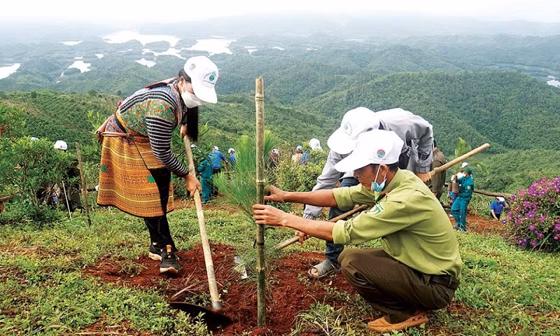 Le parc national de Tà Dùng accorde une grande importance à la plantation forestière. Photo : baodaknong.org.vn Le parc national de Tà Dùng accorde une grande importance à la plantation forestière. Photo : baodaknong.org.vn
