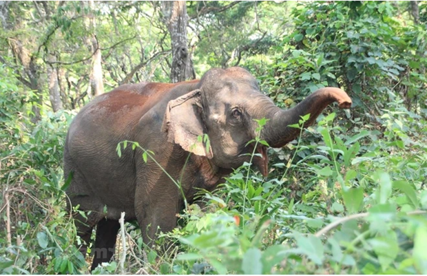 Éléphant dans les Hauts Plateaux du Centre. Photo : Vietnam+ 