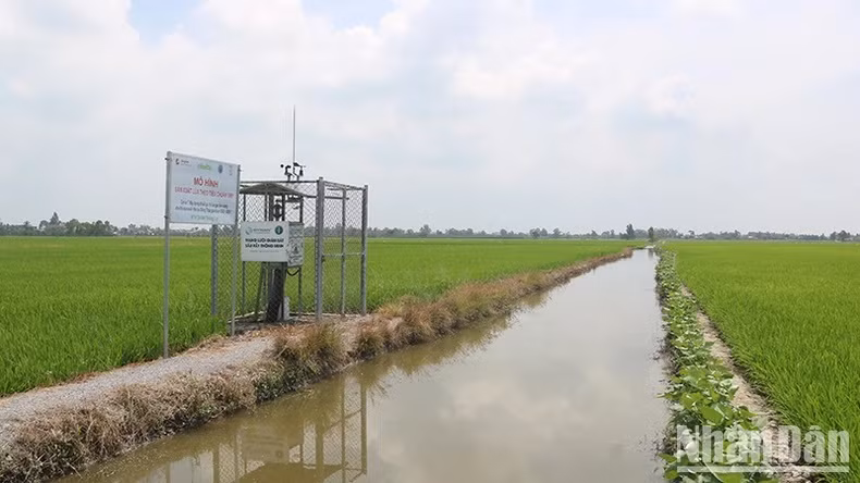 Modèle de production de riz selon les normes SRP dans le district de Thap Muoi, province de Dong Thap.