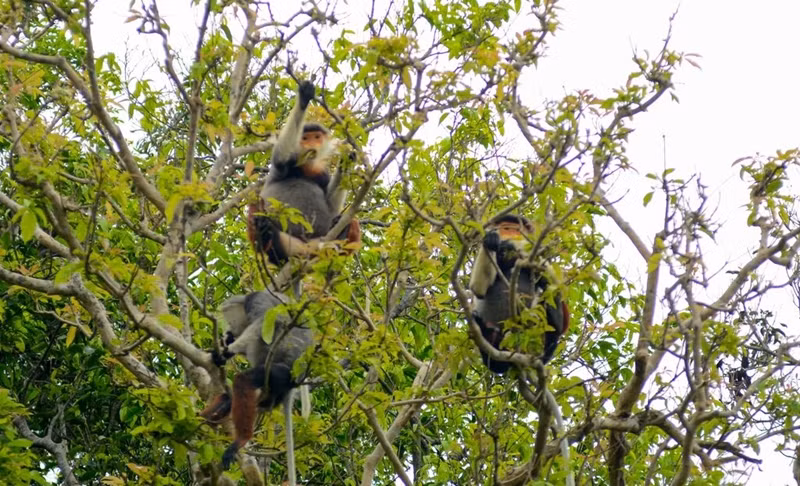 Préserver les espèces sauvages menacées fait partie des objectifs de la Stratégie nationale sur la biodiversité à l'horizon 2050. Photo : VNA.