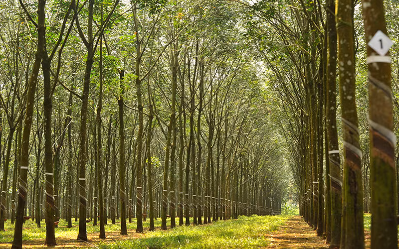 Les entreprises exportatrices du bois et de ses produits dérivés doivent donner la priorité aux pratiques durables, à la transparence et à l’innovation. Photo d'ilustration: hoinhabao.vn