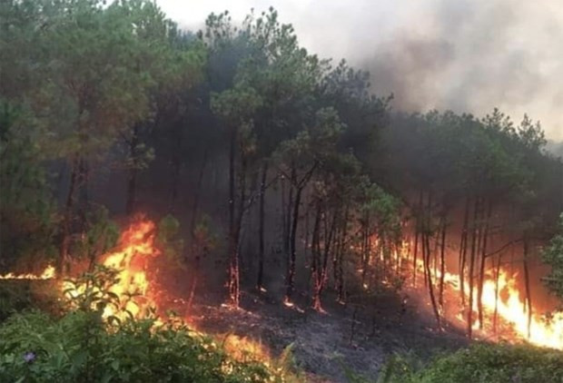 Zone forestière incendiée dans la province de Nghe An dans l'après-midi du 30 avril 2024. Photo : baochinhphu.vn