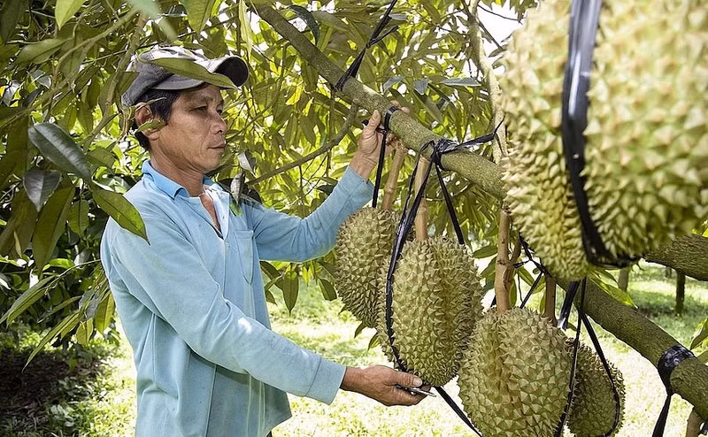 Le durian est l’un des principaux fruits d’exportation du Vietnam. Photo : congthuong.