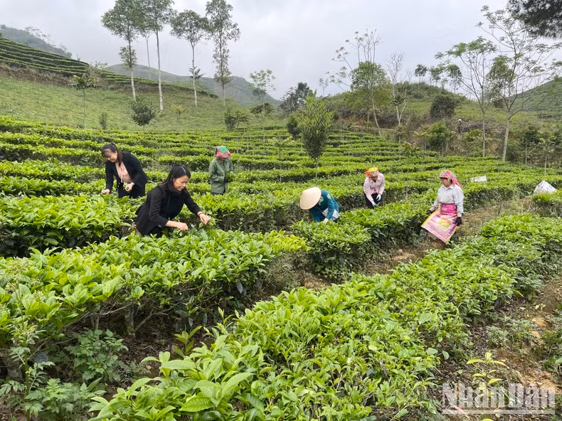 Les habitants de la commune de Gia Hoi, district de Van Chân, récoltent le thé Shan Tuyêt.