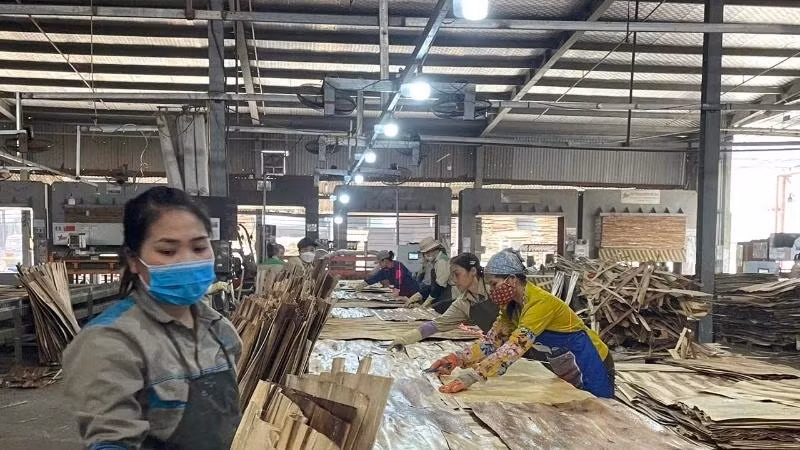 Fabrication de contreplaqué destiné à l’exportation à la société Son Thuy, province de Hoa Binh. Photo : VU HOANG