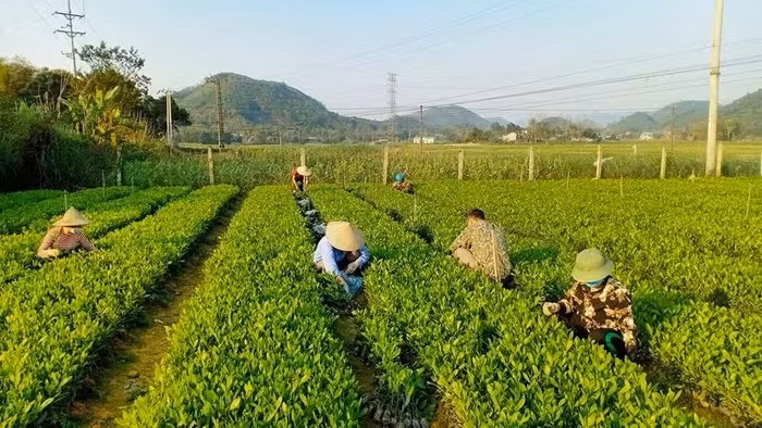 Production de plants forestiers de haute qualité dans le district de Phu Luong, province de Thai Nguyên.