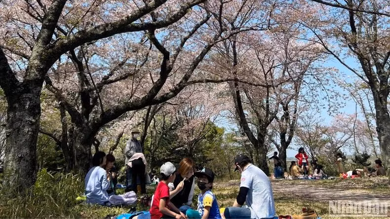Les touristes vietnamiens ont accordé une priorité particulière au Japon pour leurs voyages à l’étranger en 2024. Photo : HOA PHAM.
