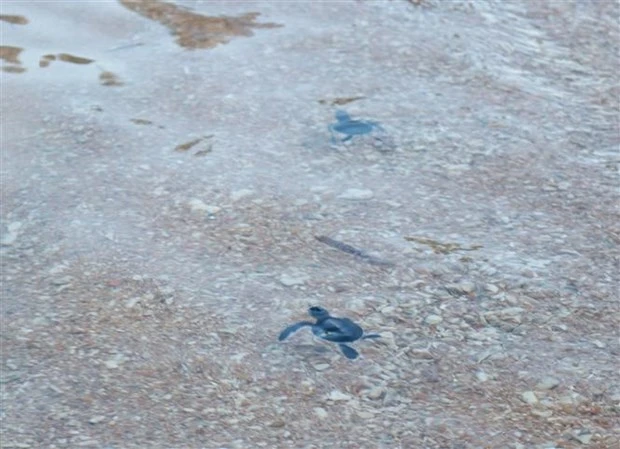 Des bébés tortues relâchés dans la mer dans la zone du parc national de Nui Chua (district de Ninh Hai, province de Ninh Thuân). Photo : VNA.