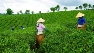 À la découverte de la vie simple et poétique des collines de thé de Moc Chau