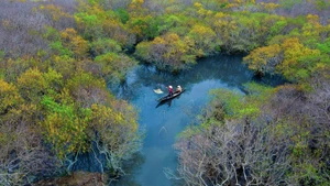 Moyens de subsistance dans la forêt de mangroves de Ru Cha, lagune de Tam Giang. Photo : Le Van Minh.
