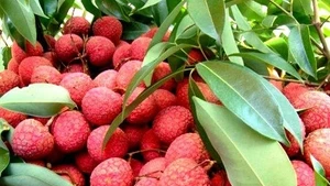 Le Vietnam, deuxième producteur mondial de litchis