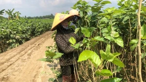 Les agriculteurs de la commune de Quy Mong, province de Lao Cai, restaurent leurs plantations de mûriers après les inondations.
