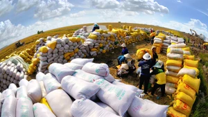 Récolte du riz à Tam Nong (province de Dong Thap). Le statut de « cuisine du monde » pourrait conférer au Vietnam un véritable « pouvoir doux ». Photo: Nhandan