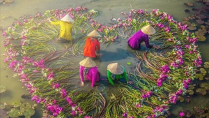 La saison des nénuphars dans la plaine inondée du delta du Mékong