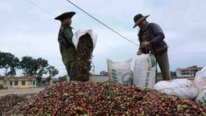 Les ventes de café au plus haut tirées par la demande de l’UE et des États-Unis