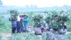 La saison dorée des ananas mûrs sur les terres semi-montagneuses de Dong Giao, province de Ninh Binh