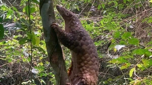 Un pangolin de Java. Photo : VNA.