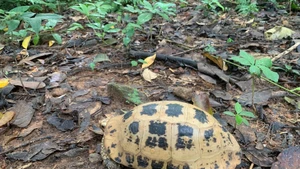 La tortue à tête jaune est inscrite dans le Livre rouge du Vietnam et sur la liste des espèces menacées de l’Union internationale pour la conservation de la nature (UICN). Photo : VNA.