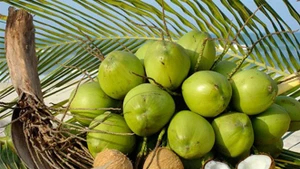 L'ascension de la noix de coco vietnamienne sur le marché mondial : entre enjeux et opportunités