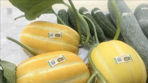 Des melons sont étiquetés avec des étiquettes de traçabilité des produits au magasin de produits agricoles Song Van, à Ninh Binh, dans la province du même nom. Photo : Thuy Dung/VNA.