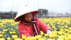 Après les violentes crues d’octobre, le village floral de My Tan retrouve son éclat en attendant le printemps