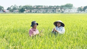 Vérification de la qualité du riz TBR225 dans la commune de Lien Mac dans le district de Me Linh de Hanoi. Photo : hanoimoi.vn